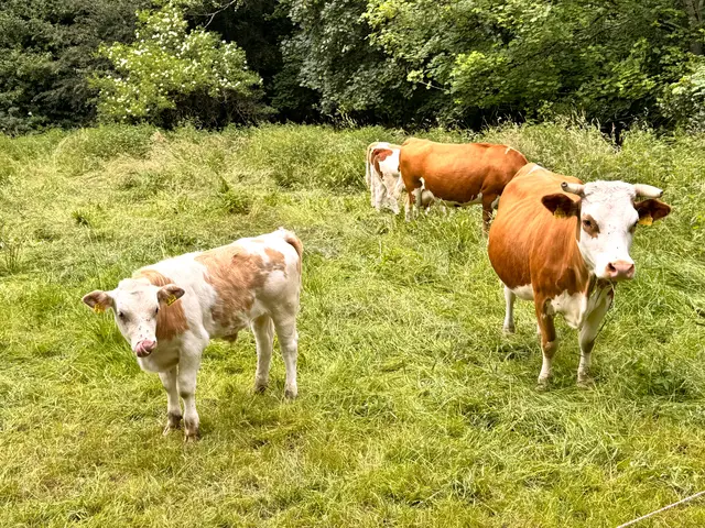 Foto: Heide Böllinger aus Bad Friedrichshall