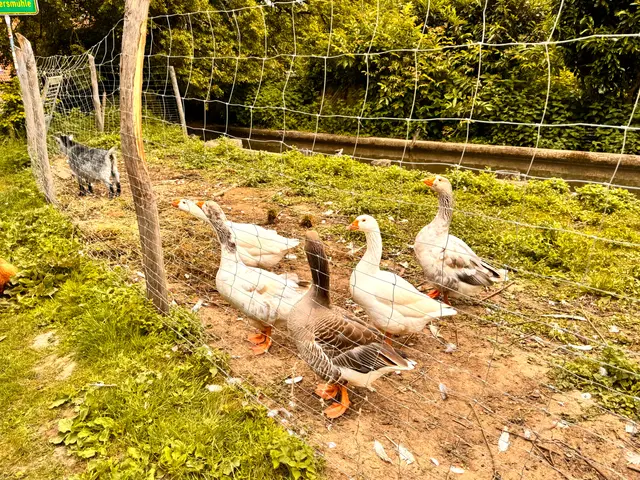 Foto: Heide Böllinger aus Bad Friedrichshall
