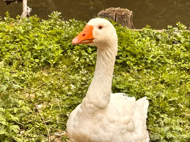 Foto: Heide Böllinger aus Bad Friedrichshall