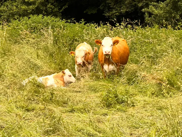 Foto: Heide Böllinger aus Bad Friedrichshall
