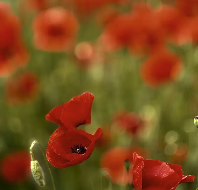Klatschmohn