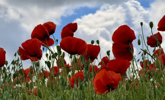 Klatschmohn Mohn 