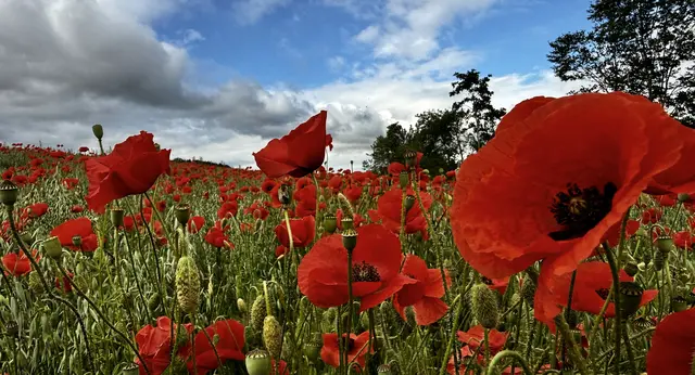 Klatschmohn Mohn pflanzen 