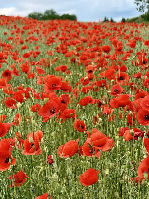 Klatschmohn