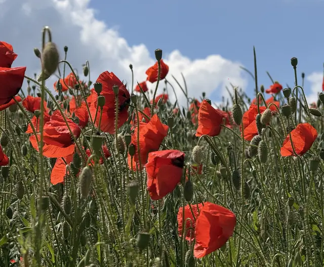 Klatschmohn