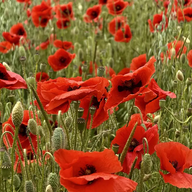 Klatschmohn