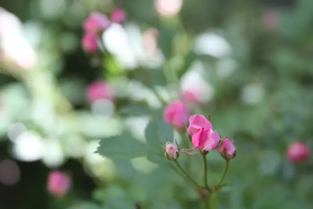 Rosen🌹🌹