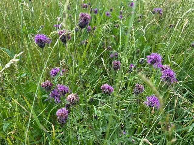 Die Waldheide blüht, Wiesenflockenblumen | Foto: Marion Hendel