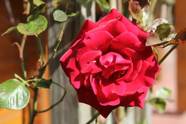 Rosen🌹🌹