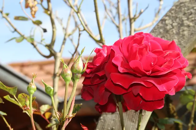 Rosen🌹🌹