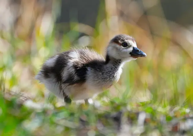 Nilgansküken Nilgans Tier