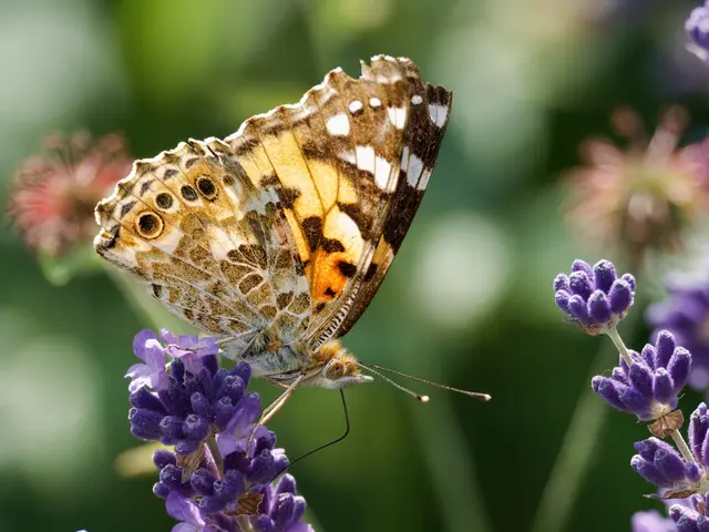 Distelfalter beim Naschen | Foto: Jörg Haffelder