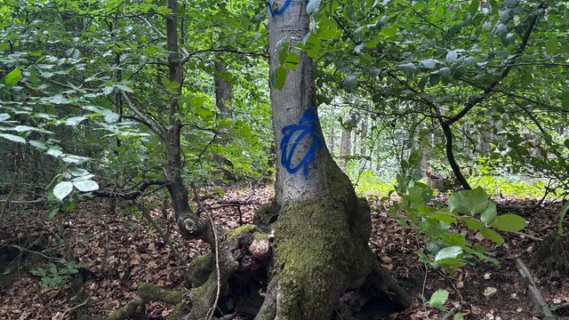 Hier wohnt der Käfer, Habitatbaum | Foto: Albverein Weinsberg