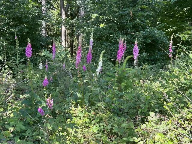wunderschön die Fingerhüte ( Digitalis ) | Foto: Albverein Weinsberg