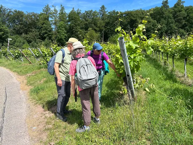 ja die aus dem Tal begutachten die Weinberge | Foto: Albverein Weinsberg