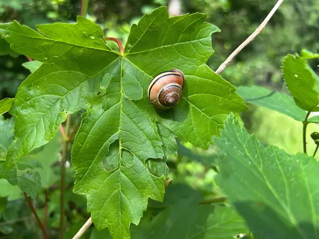 Keine Angst die überholt keine Wanderer | Foto: Albverein Weinsberg