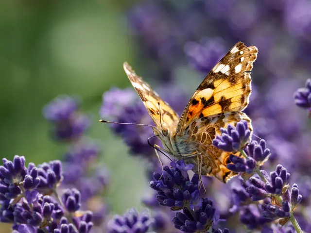 Distelfalter am Lavendel | Foto: Jörg Haffelder