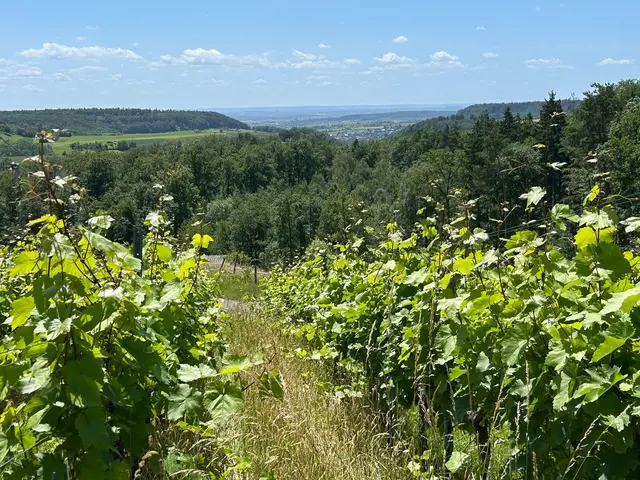 Aussicht bis zum Horizont | Foto: Alabverein Weinsberg