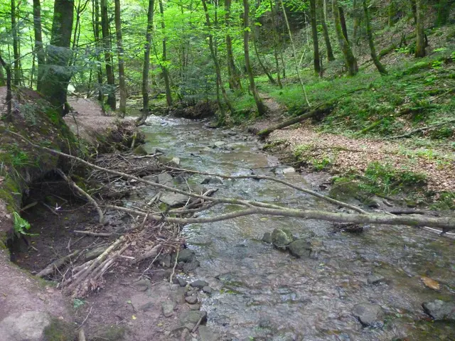 Hörschbachschlucht | Foto: J.Betz