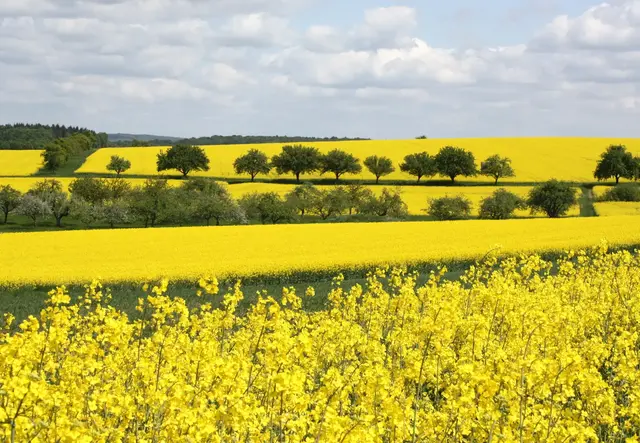 Landschaftsaufnahme mit verschiedenen Rapsfeldern