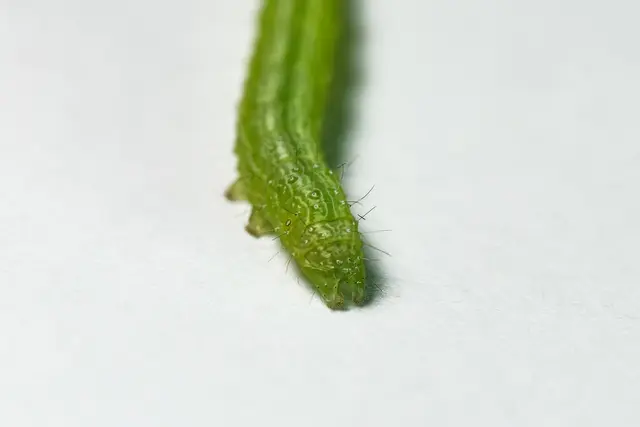 der Raupenpopo | Foto: WKY