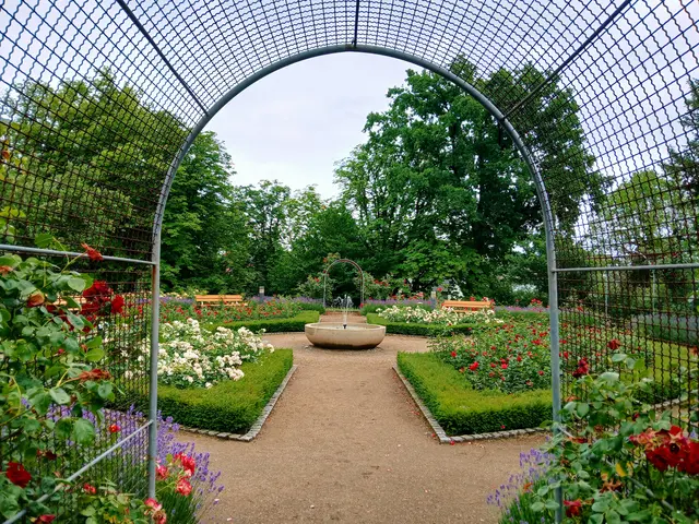 Rosengarten im Kurpark Bad Wimpfen.   | Foto: sigischlottke