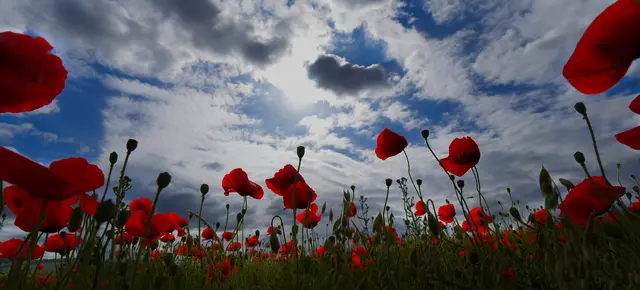 roter Mohn, Gewitterstimmung, Gegenlicht