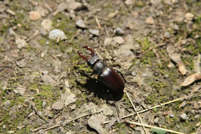 von Geislingen am Kocher nach Cröffelbach im schönen Bühlertal