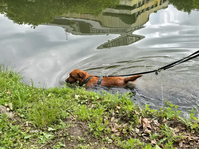 Vielleicht erfindet jemand den Hundetriathlon - schon mal üben. | Foto: Heidrun Rosenberger