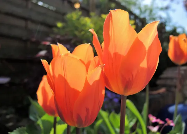 Tulpen im Gegenlicht | Foto: KHW