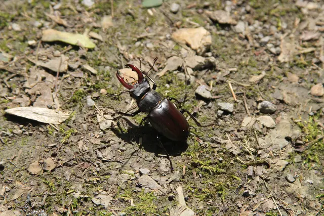 von Geislingen am Kocher nach Cröffelbach im schönen Bühlertal
