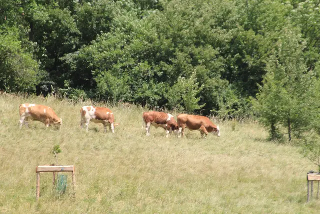 von Geislingen am Kocher nach Cröffelbach im schönen Bühlertal