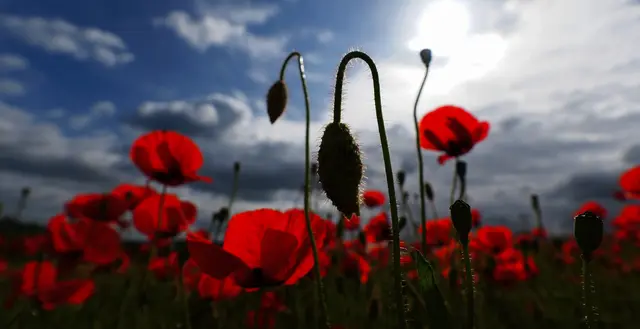 roter Mohn Ölmühle