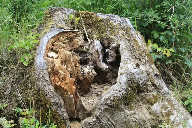 von Geislingen am Kocher nach Cröffelbach im schönen Bühlertal
