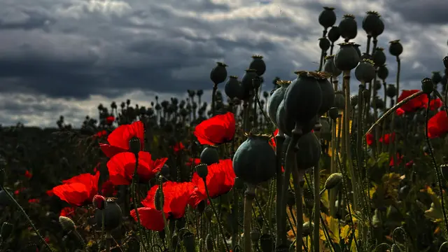 roter Mohn, Gewitter, Mohnfeld