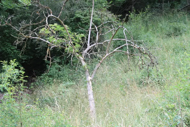 von Geislingen am Kocher nach Cröffelbach im schönen Bühlertal