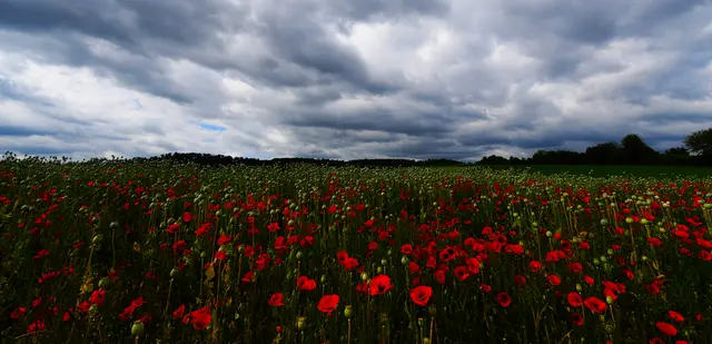 Mohnfeld,  roter Mohn, Gewitterstimmung