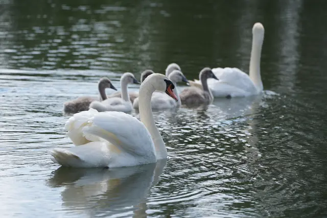 Schwanenfamilie, Neckarbogen