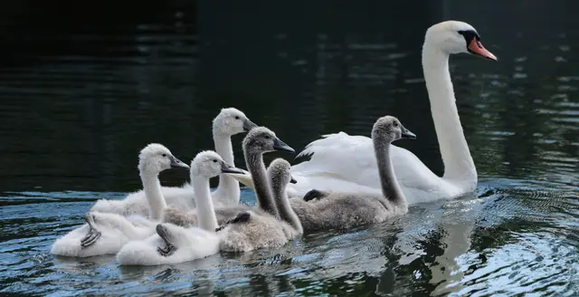 Schwanenfamilie, Küken, Neckarbogen