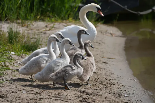 Schwanenküken, Schwanenfamilie, Neckarbogen