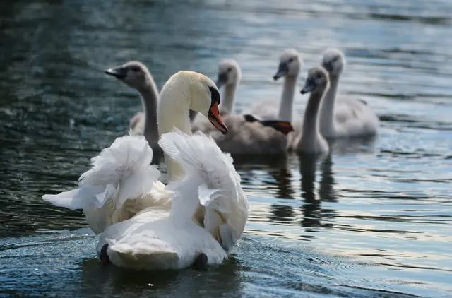 Schwanenfamilie, Neckarbogen