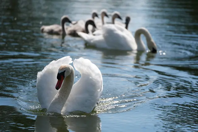 Schwanenfamilie, Neckarbogen