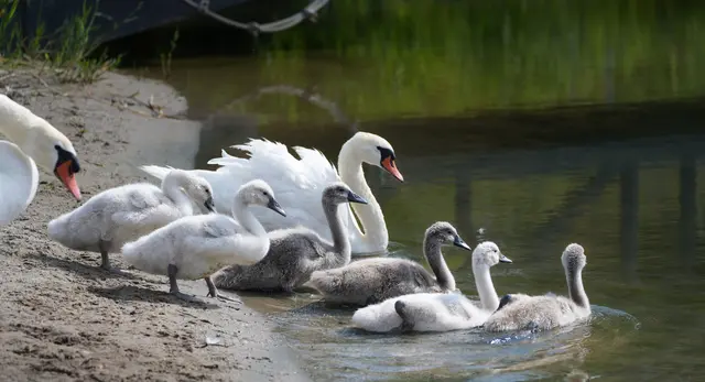 Schwanenfamilie, Neckarbogen