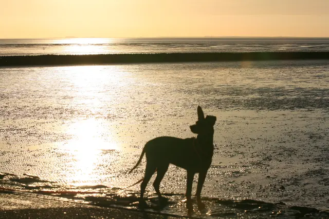 Sonnenaufgang im Winter auf Sylt mit einer Hündin am Strand