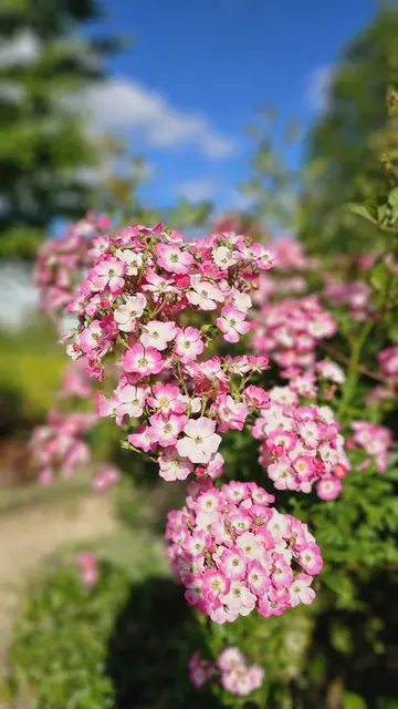 Foto: Heinrich Brehm