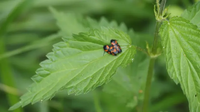 Genaue Beobachtungen am Wegesrand.  
2 Feuerwanzen haben sich sehr passend eine "Brenn"nessel als Ruheplätzchen ausgesucht.. | Foto: Rainer Göser 