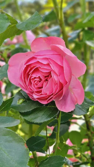 Foto: Heinrich Brehm