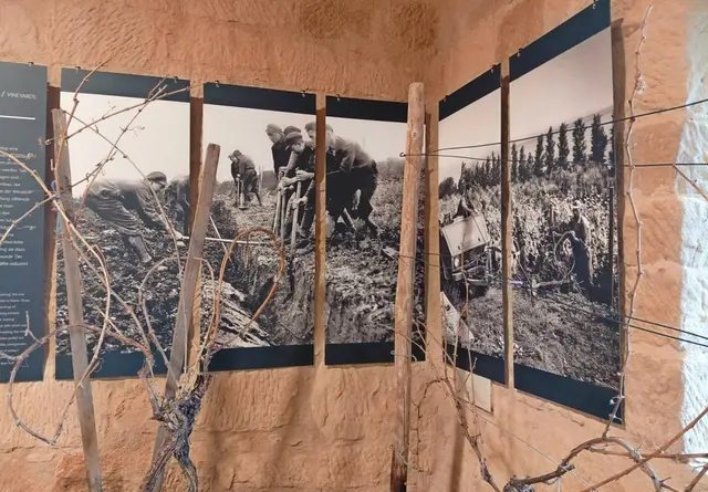 Schwarz-weiß Bilder im Weinbaumuseum zeigen die schwere Arbeit im Weinberg. Männer heben mit Spaten einen Graben aus.