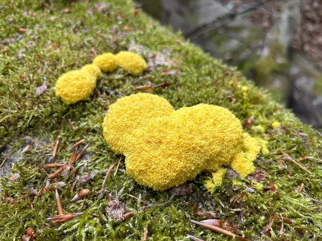 Die Hexenbutter ein  krieschender, mysteriöser Schleimpilz der sogar Herzen kann.  | Foto: Marion Hendel