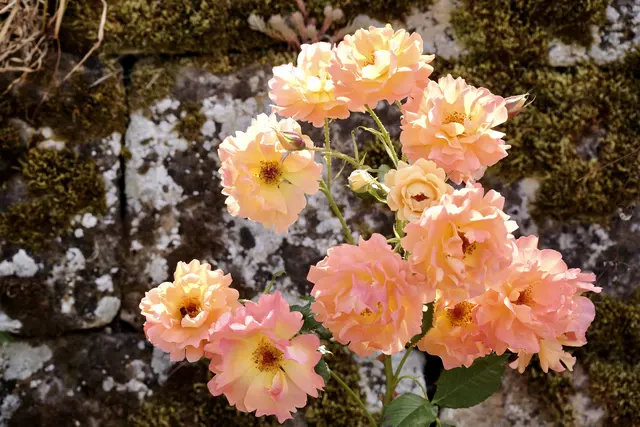 Die Rose Westerland | Foto: ED
